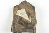 1.9" Fossil Ginkgo Leaf From North Dakota - Paleocene - #201279-1